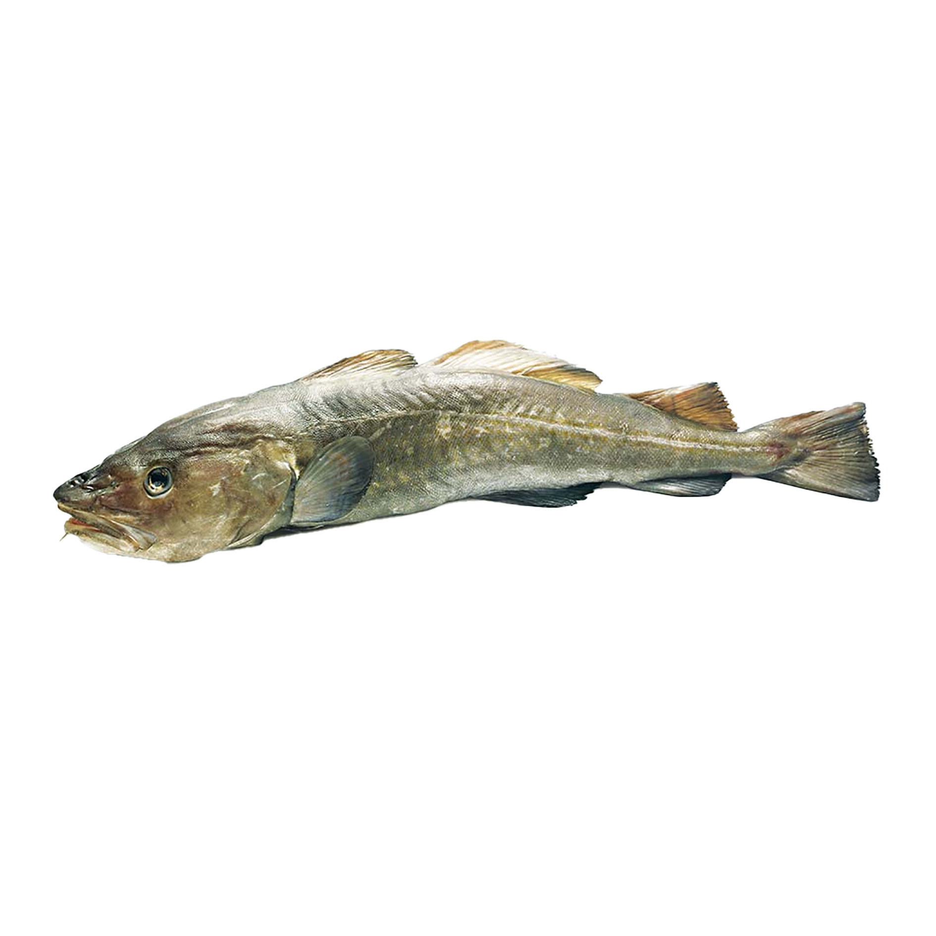 KABELJAU 1,8-2,5kg FRISCH