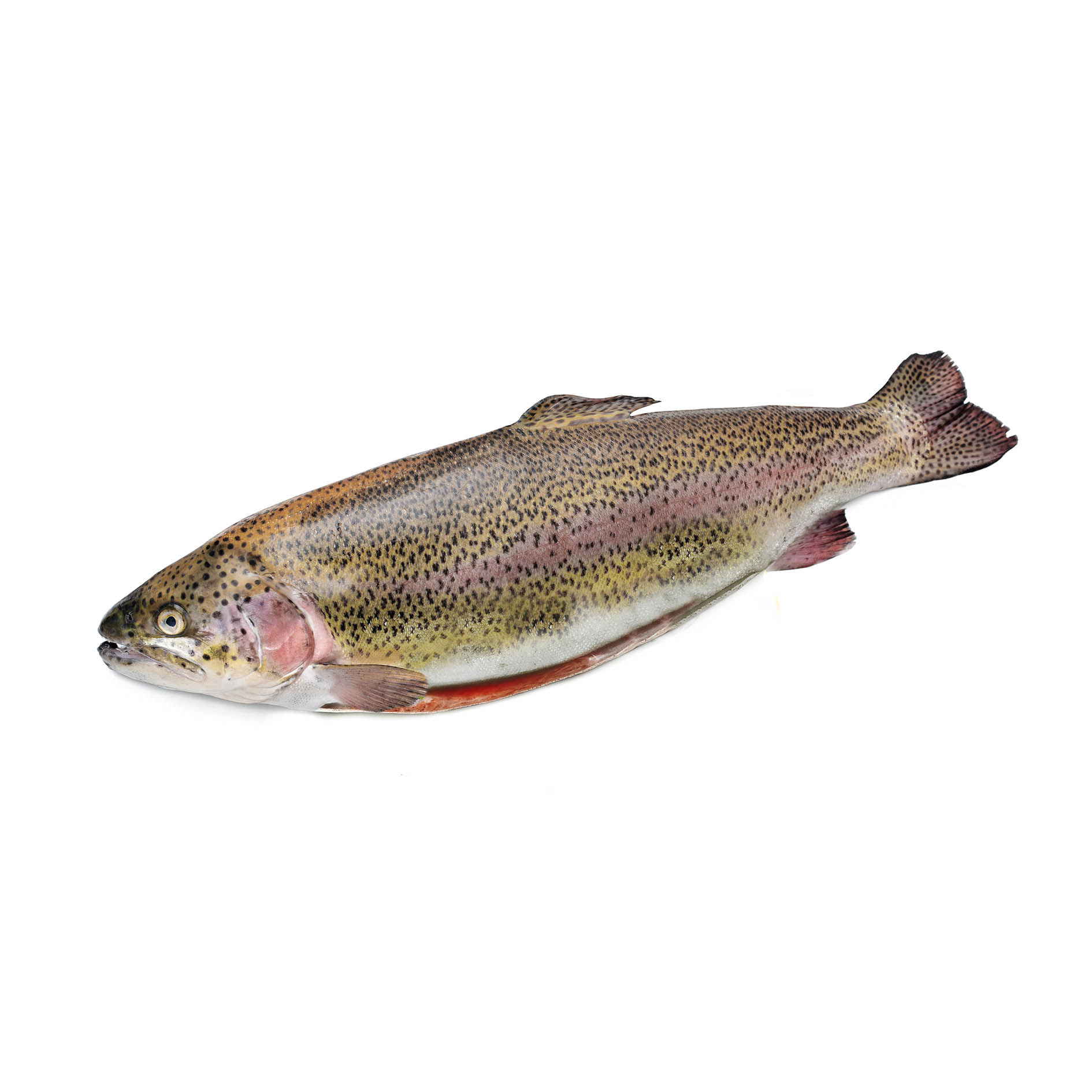 LACHSFORELLENFILET OHNE KOPF 400g+ -BUTTERFLY-