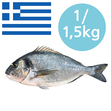 GOLDBRASSE GRIECHENLAND 1-1,5kg GEZÜCHTET