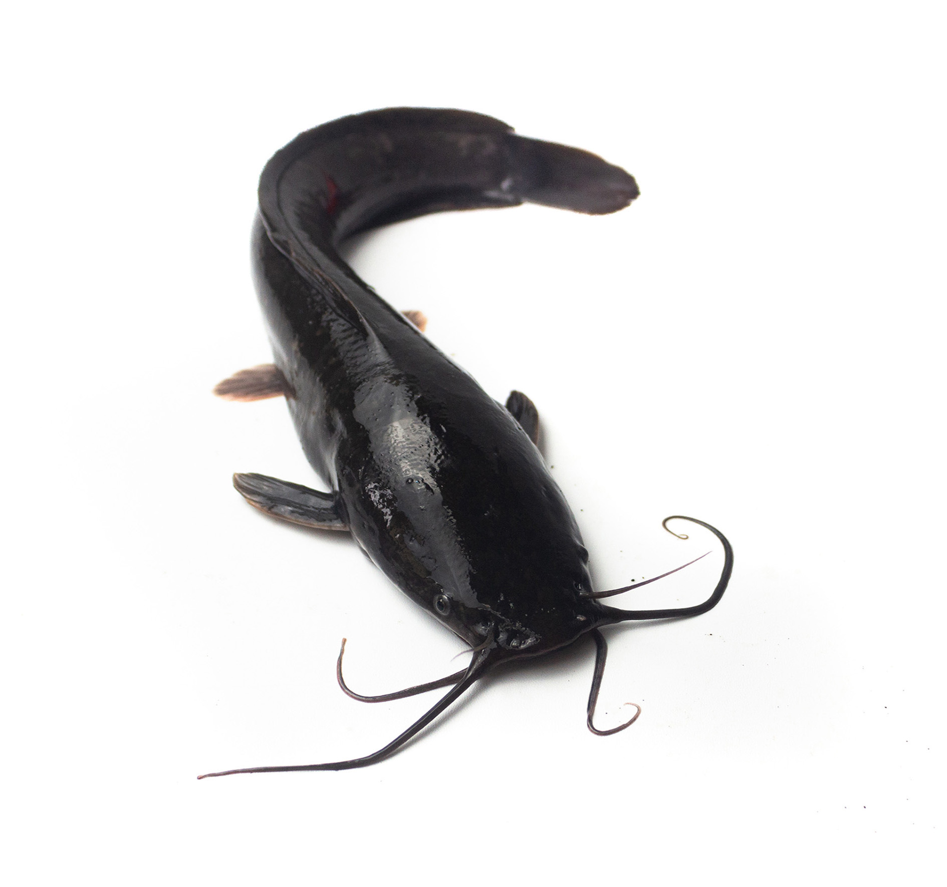 PESCE GATTO DA AQUAPONICA A TERMENO 1,5kg+ 'SOLOS'