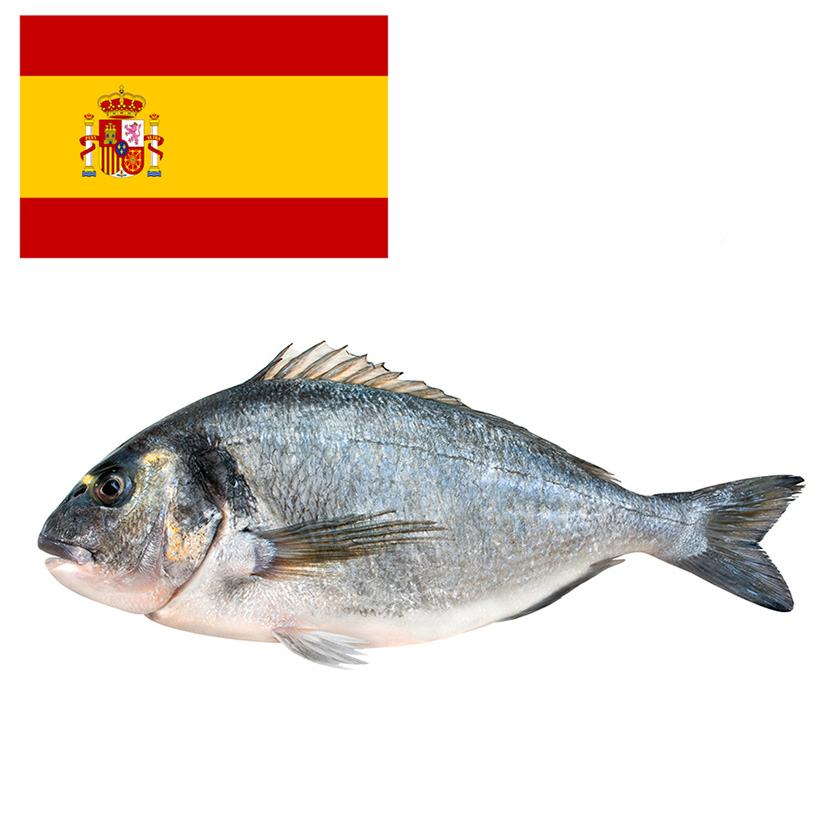 GOLDBRASSE 800-1000g GEZÜCHTET SPANIEN