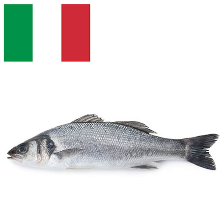 BRANZINO ORBETELLO 600-700g ALLEVATO