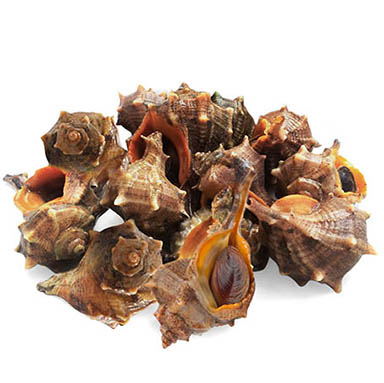 MURICE SPINOSO -Garusoli-