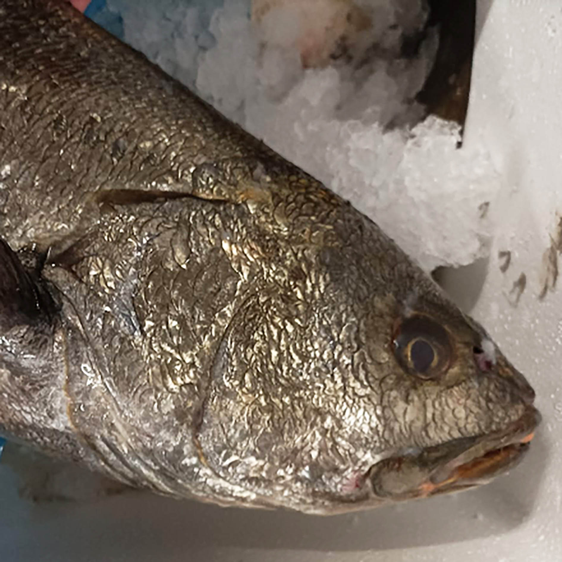 UMBERFISCH BOCCADORO TUNESIEN 3kg+ GEZÜCHTET