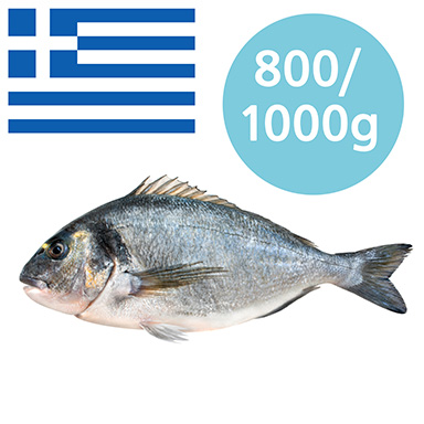 GOLDBRASSE GRIECHENLAND 800-1000g GEZÜCHTET
