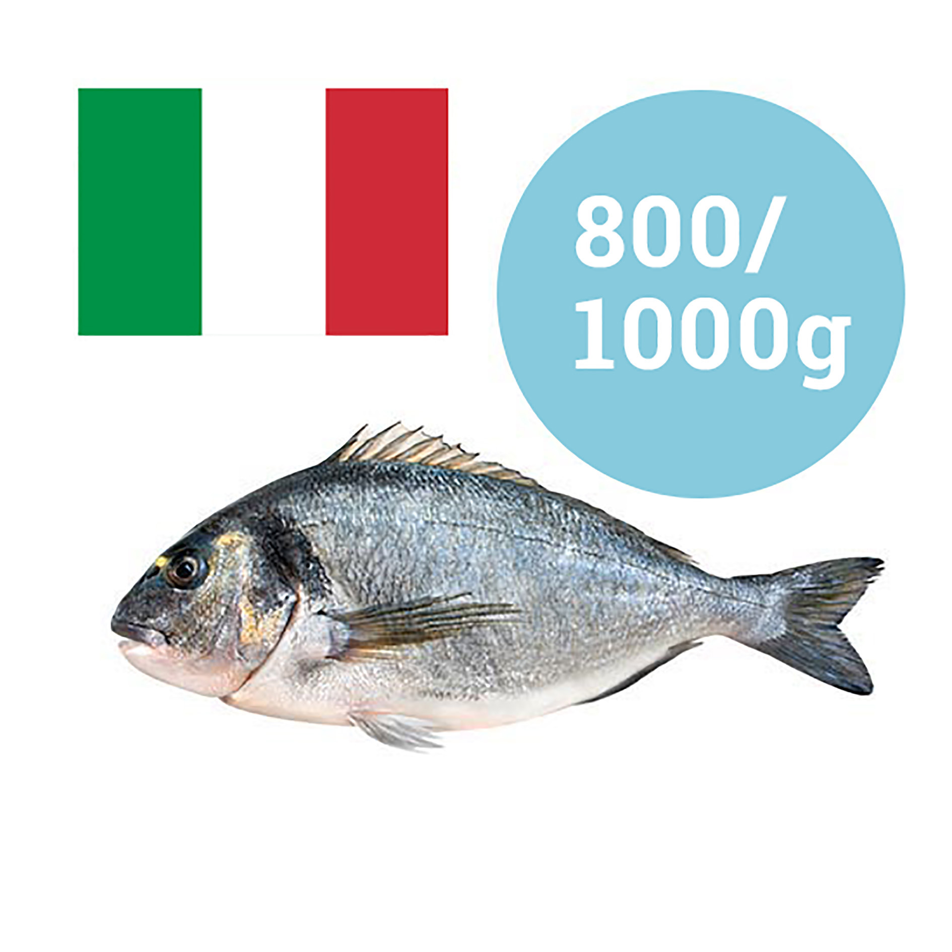 ORATA ITALIA 800-1000g ALLEVATA
