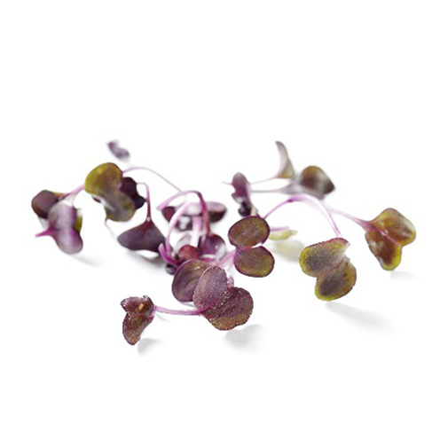 ALPIN HERBS ROTE RADIESCHENKRESSE GESCHNITTEN 70g