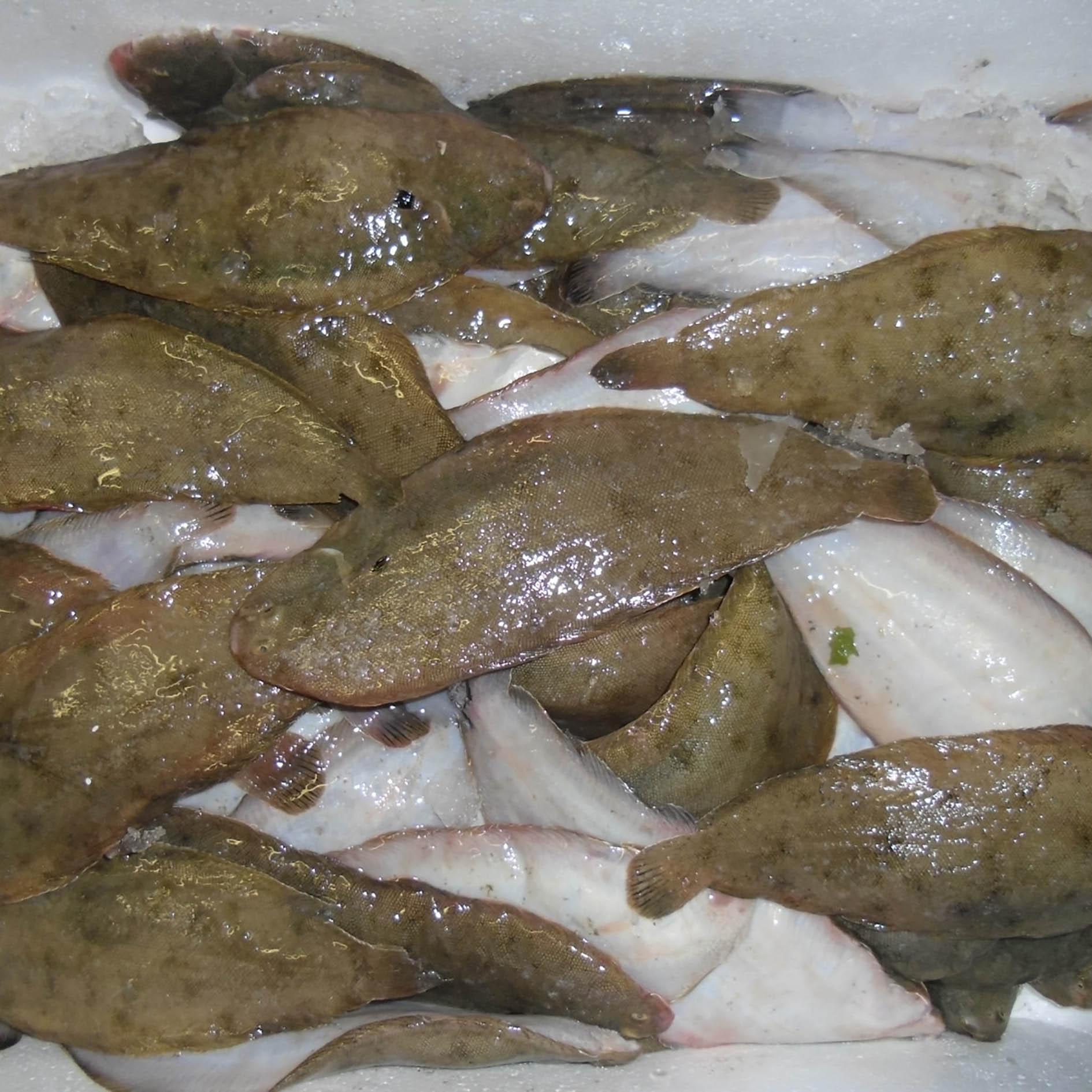 SEEZUNGE N.02 200-400g