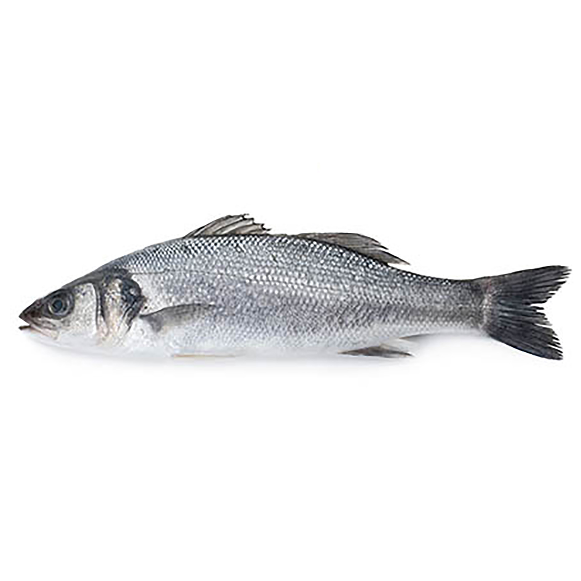 WOLFSBARSCH SPANIEN 300-400g GEZÜCHTET