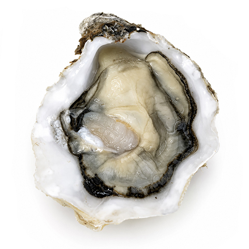 OSTRICA CONCAVA PALMARIA N.3 - 1x3kg