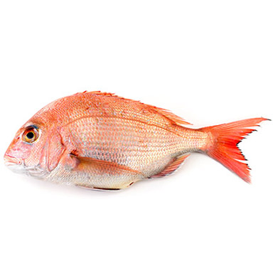 PAGELLO FRAGOLINO 1-2kg
