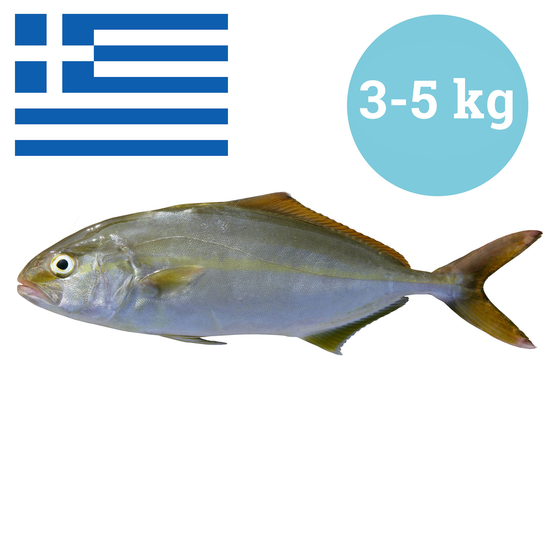 BERNSTEINFISCH GRIECHENLAND 3-5 kg WILDFANG