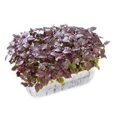 ALPIN HERBS KRESSE SHISO ROT  8x150g