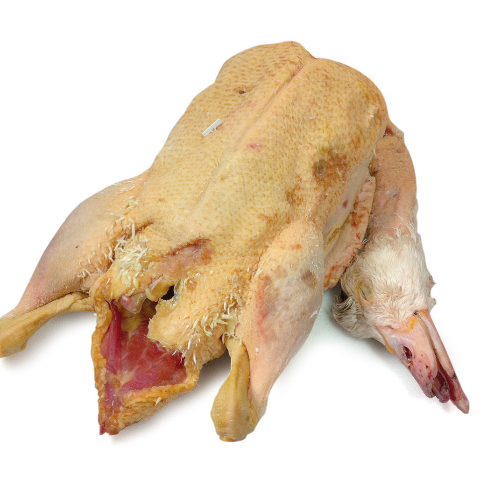 ENTE WEIBLICH GANZ GEPUTZT FRISCH