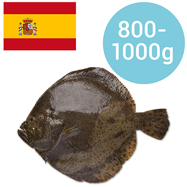 STEINBUTT CHIODATO PORTUGAL 1-1,5 kg GEZÜCHTET