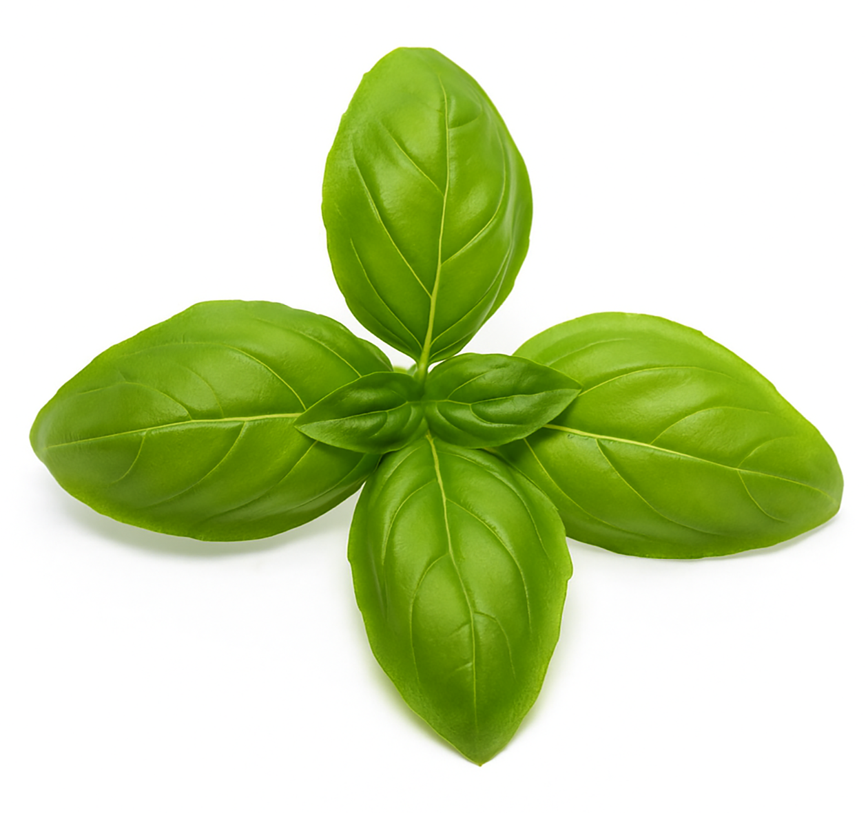 ALPIN HERBS BASILICO GENOVESE 1kg