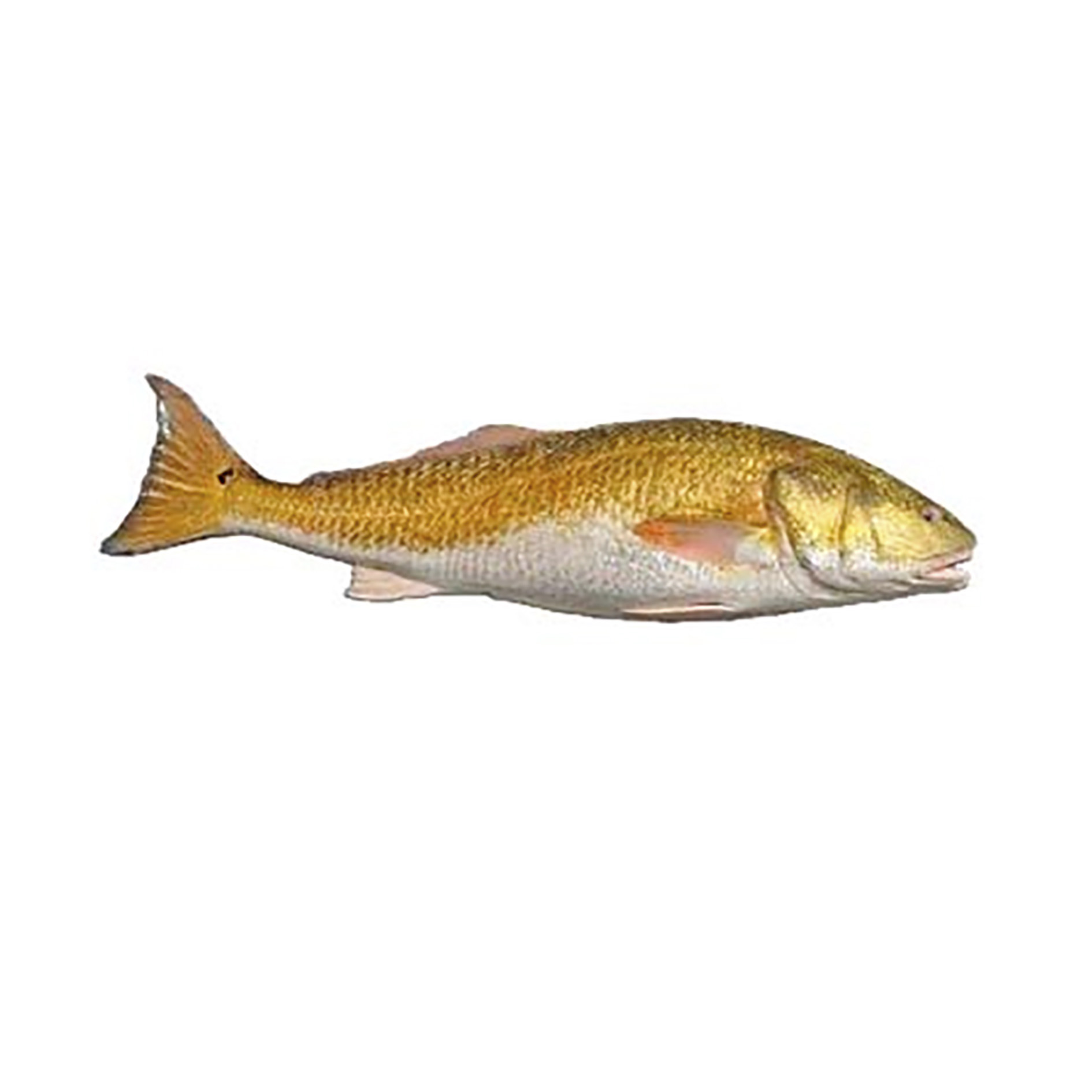 OMBRINA ATLANTICA (CORBA ROSSA DEL GARGANO) 3-5kg